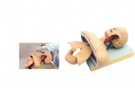 KAS/50 Trachea Intubation Training Model